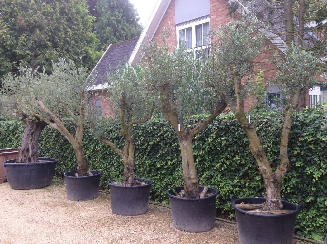 Rij olijfbomen in pot