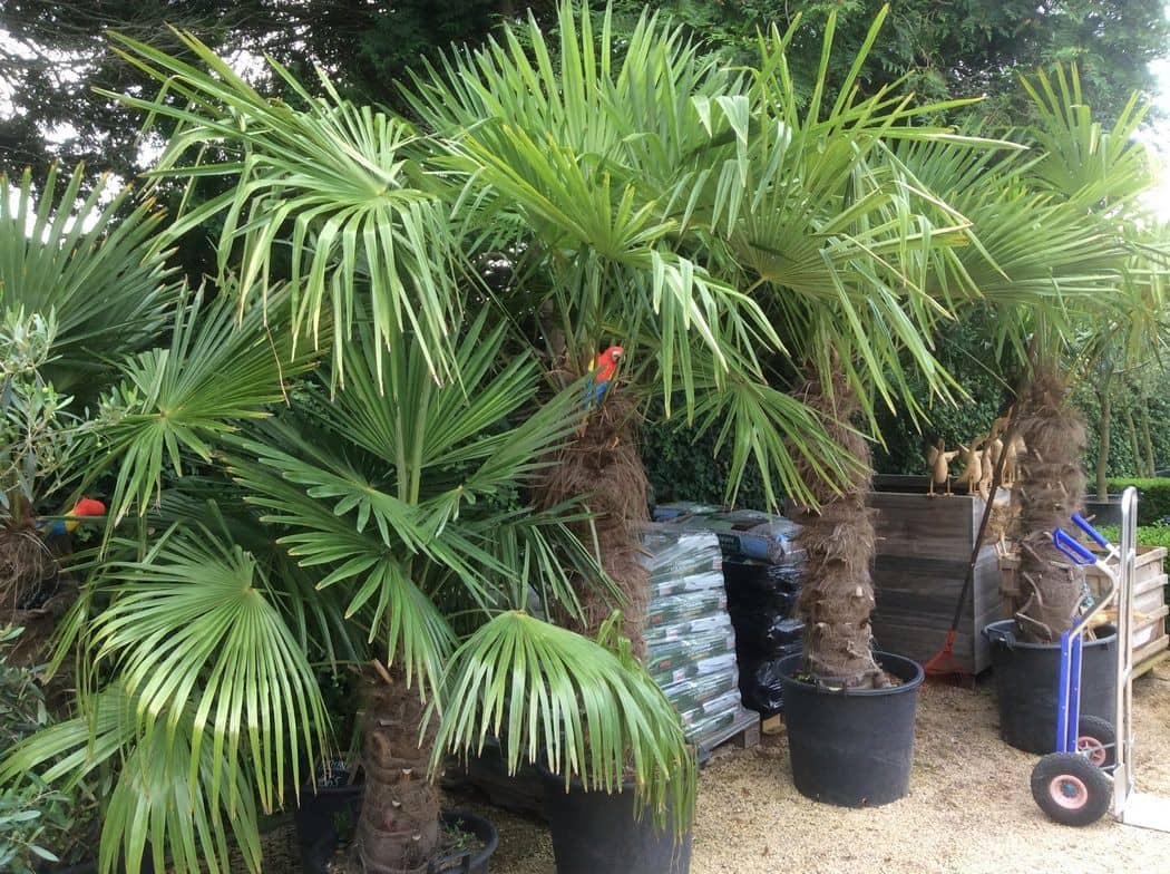 Palmbomen in pot